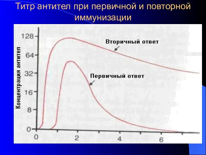 Титр антител при первичной и повторной иммунизации