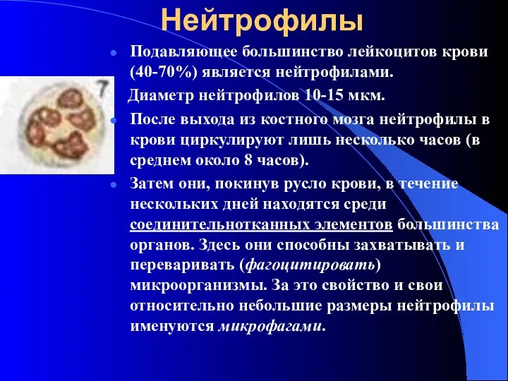 Нейтрофилы Подавляющее большинство лейкоцитов крови (40-70%) является нейтрофилами. Диаметр нейтрофилов