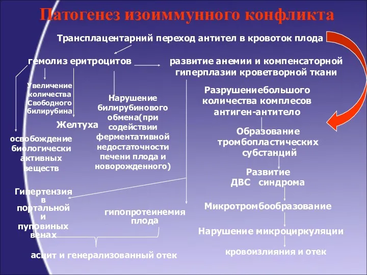 Патогенез изоиммунного конфликта Трансплацентарний переход антител в кровоток плода гемолиз