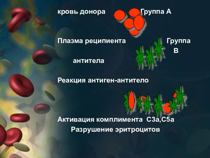 кровь донора Группа А Плазма реципиента Группа В антитела Реакция антиген-антитело Активация комплимента С3а,С5а Разрушение эритроцитов