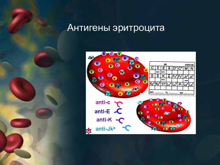 Антигены эритроцита