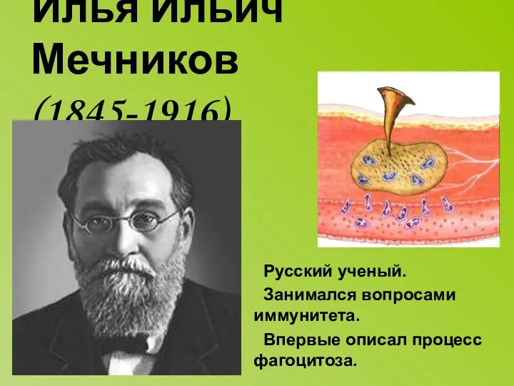 Илья Ильич Мечников (1845-1916) Русский ученый. Занимался вопросами иммунитета. Впервые описал процесс фагоцитоза.