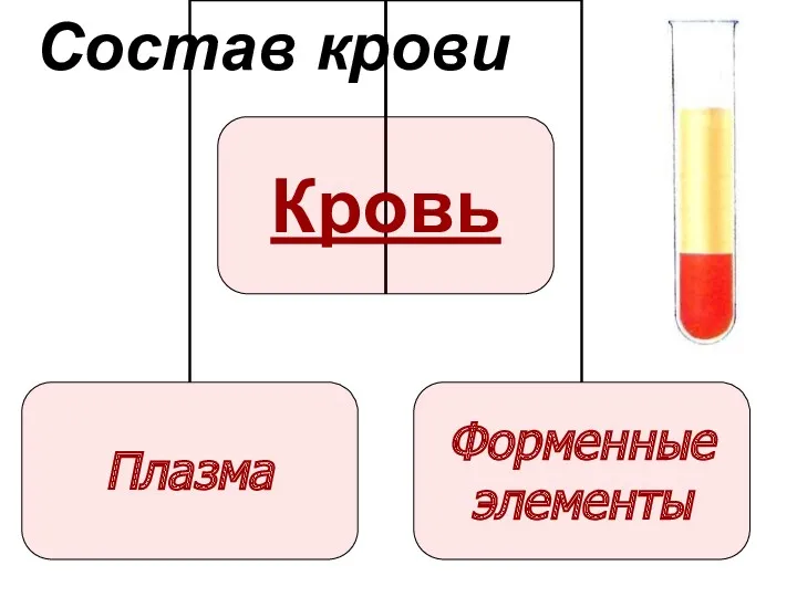 Состав крови