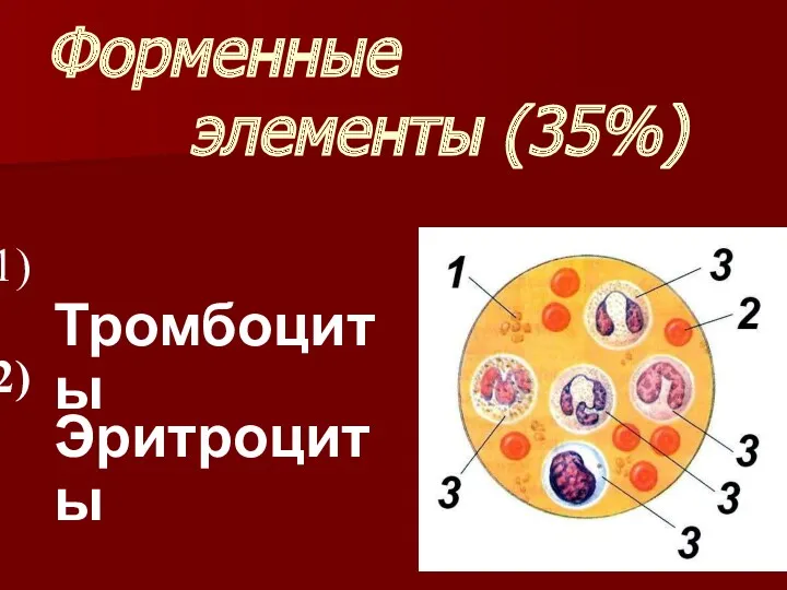 Форменные элементы (35%) Тромбоциты Лейкоциты Эритроциты