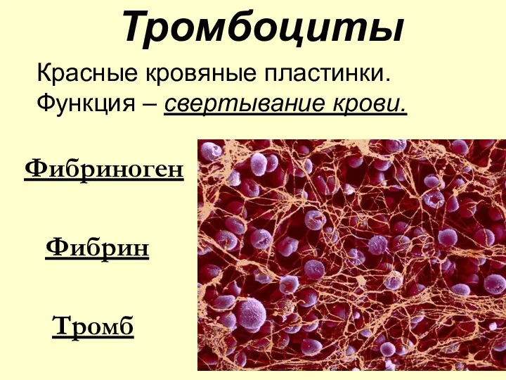 Тромбоциты Красные кровяные пластинки. Функция – свертывание крови. Фибриноген ? Фибрин ? Тромб