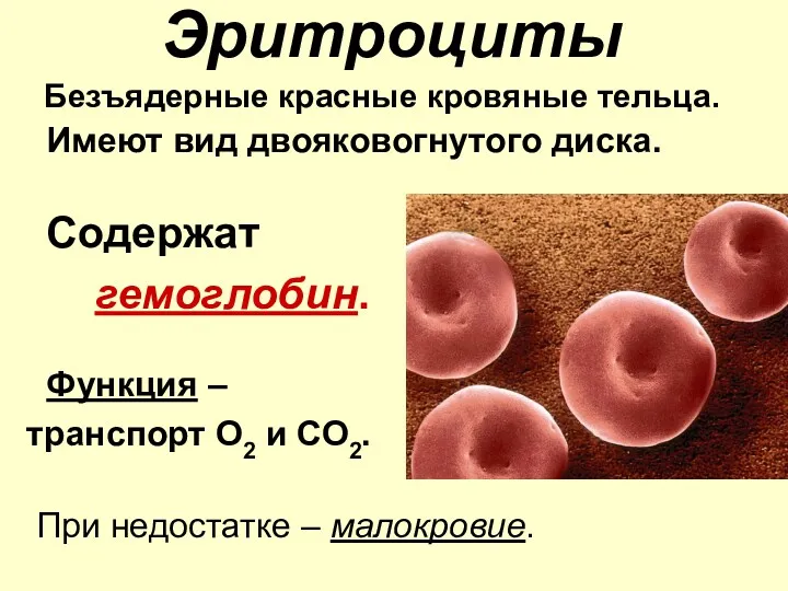 Эритроциты Безъядерные красные кровяные тельца. Имеют вид двояковогнутого диска. Содержат