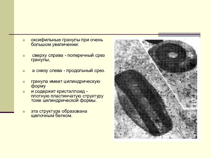 оксифильные гранулы при очень большом увеличении: сверху справа - поперечный