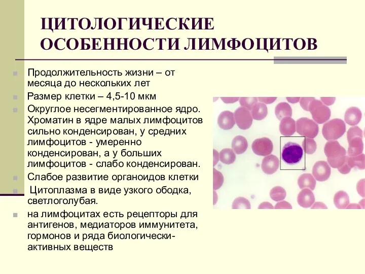 ЦИТОЛОГИЧЕСКИЕ ОСОБЕННОСТИ ЛИМФОЦИТОВ Продолжительность жизни – от месяца до нескольких