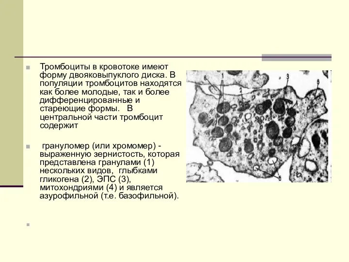 Тромбоциты в кровотоке имеют форму двояковыпуклого диска. В популяции тромбоцитов