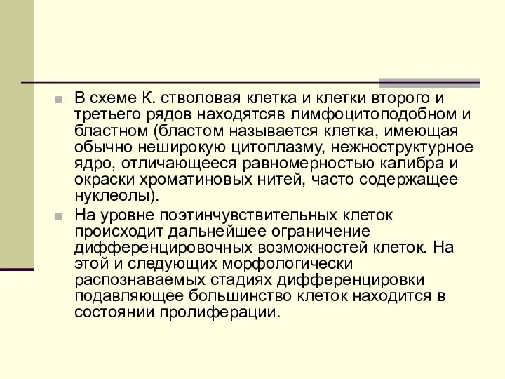 В схеме К. стволовая клетка и клетки второго и третьего