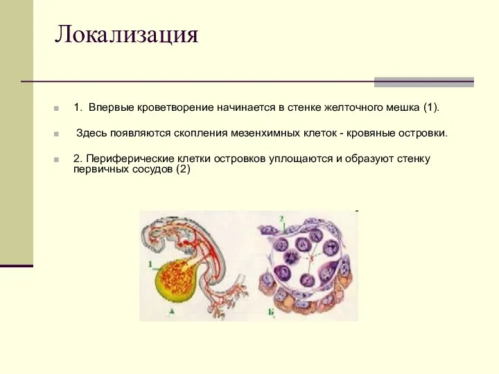 Локализация 1. Впервые кроветворение начинается в стенке желточного мешка (1).