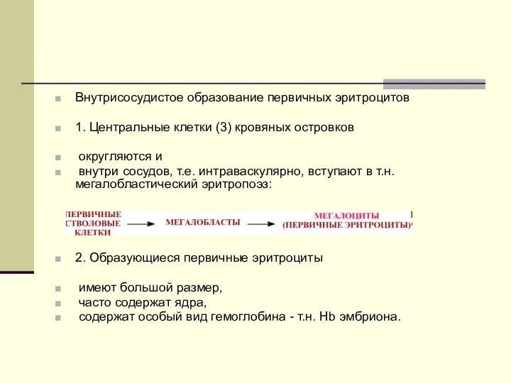 Внутрисосудистое образование первичных эритроцитов 1. Центральные клетки (3) кровяных островков