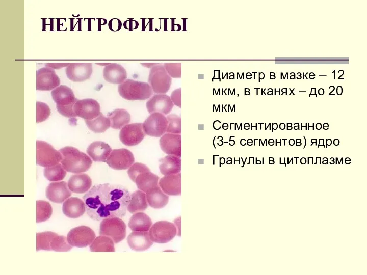 НЕЙТРОФИЛЫ Диаметр в мазке – 12 мкм, в тканях –