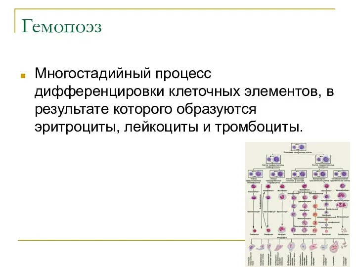 Гемопоэз Многостадийный процесс дифференцировки клеточных элементов, в результате которого образуются эритроциты, лейкоциты и тромбоциты.