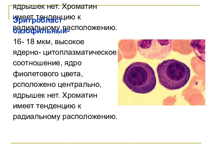 Эритробласт базофильный- 16- 18 мкм, высокое ядерно- цитоплазматическое соотношение, ядро фиолетового цвета, рсположено