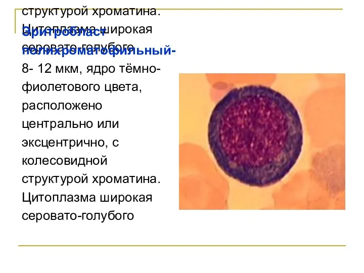 Эритробласт полихроматофильный- 8- 12 мкм, ядро тёмно- фиолетового цвета, расположено центрально или эксцентрично,