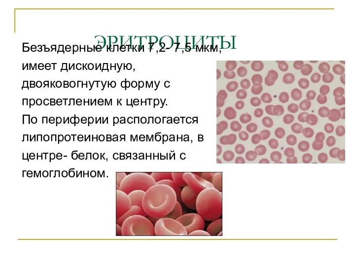 ЭРИТРОЦИТЫ Безъядерные клетки 7,2- 7,5 мкм, имеет дискоидную, двояковогнутую форму с просветлением к