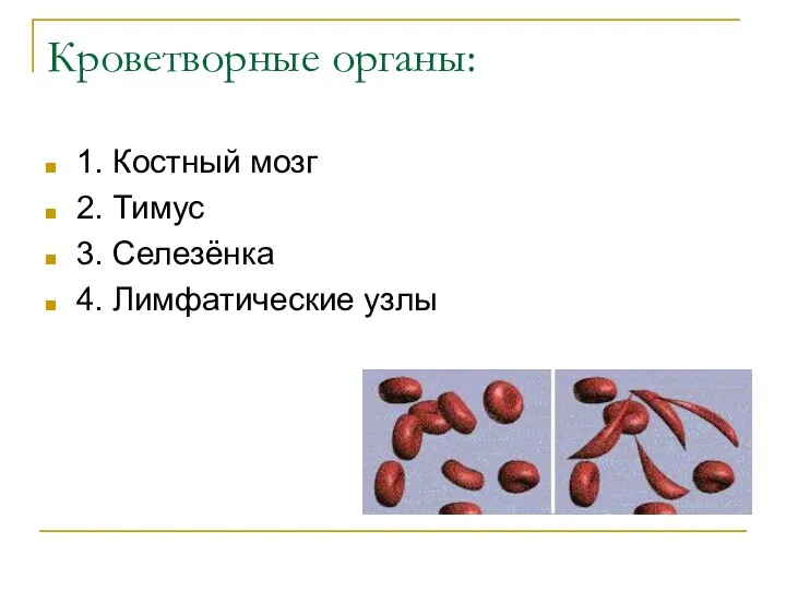 Кроветворные органы: 1. Костный мозг 2. Тимус 3. Селезёнка 4. Лимфатические узлы