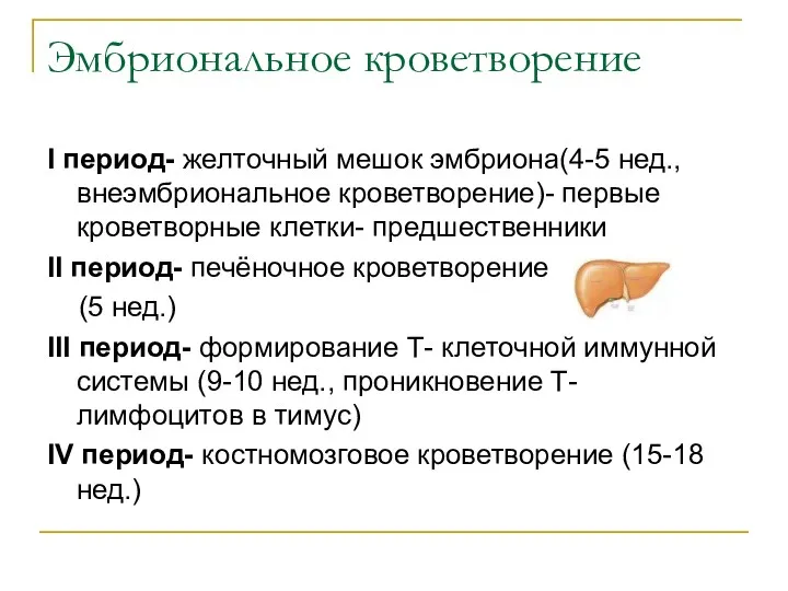 Эмбриональное кроветворение I период- желточный мешок эмбриона(4-5 нед.,внеэмбриональное кроветворение)- первые