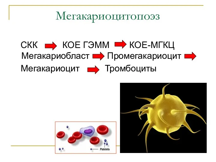 Мегакариоцитопоэз СКК КОЕ ГЭММ КОЕ-МГКЦ Мегакариобласт Промегакариоцит Мегакариоцит Тромбоциты