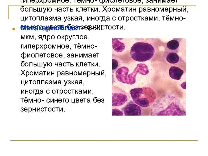 Мегакариобласт-18-20 мкм, ядро округлое, гиперхромное, тёмно- фиолетовое, занимает большую часть клетки. Хроматин равномерный,