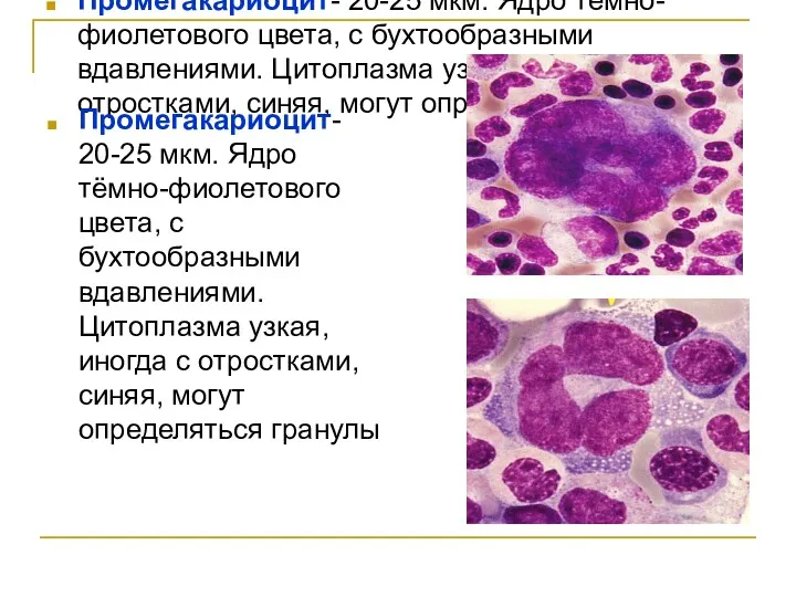 Промегакариоцит- 20-25 мкм. Ядро тёмно-фиолетового цвета, с бухтообразными вдавлениями. Цитоплазма узкая, иногда с