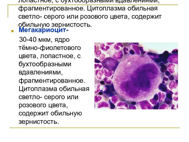 Мегакариоцит- 30-40 мкм, ядро тёмно-фиолетового цвета, лопастное, с бухтообразными вдавлениями, фрагментированное. Цитоплазма обильная