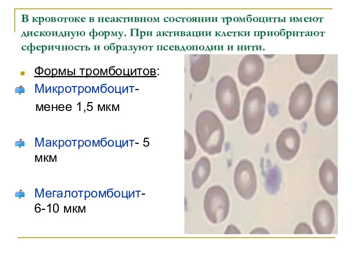 В кровотоке в неактивном состоянии тромбоциты имеют дискоидную форму. При активации клетки приобрнтают
