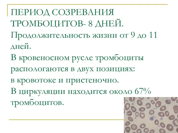 ПЕРИОД СОЗРЕВАНИЯ ТРОМБОЦИТОВ- 8 ДНЕЙ. Продолжительность жизни от 9 до 11 дней. В