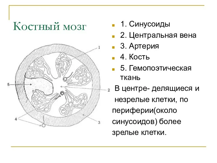 Костный мозг 1. Синусоиды 2. Центральная вена 3. Артерия 4. Кость 5. Гемопоэтическая