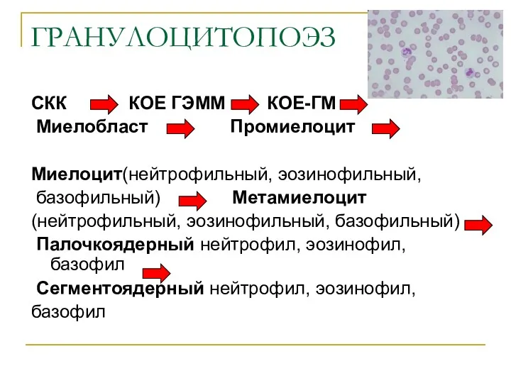 ГРАНУЛОЦИТОПОЭЗ СКК КОЕ ГЭММ КОЕ-ГМ Миелобласт Промиелоцит Миелоцит(нейтрофильный, эозинофильный, базофильный)