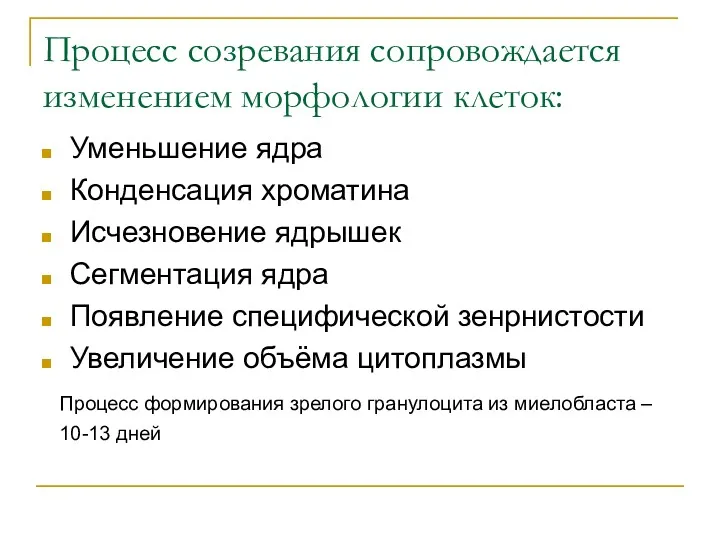 Процесс созревания сопровождается изменением морфологии клеток: Уменьшение ядра Конденсация хроматина Исчезновение ядрышек Сегментация