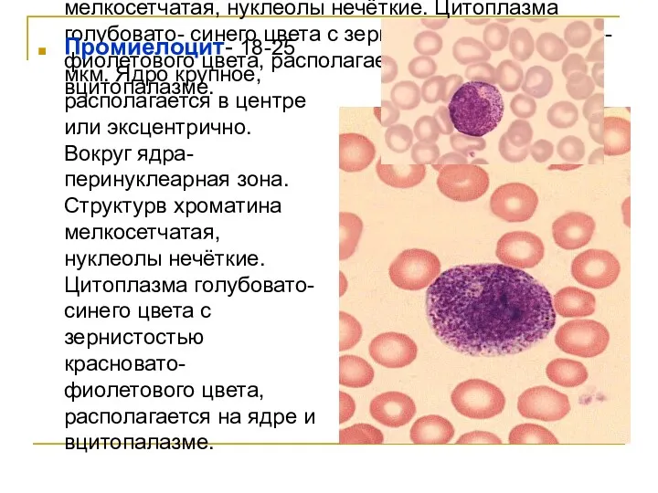 Промиелоцит- 18-25 мкм. Ядро крупное, располагается в центре или эксцентрично. Вокруг ядра- перинуклеарная