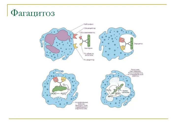 Фагацитоз