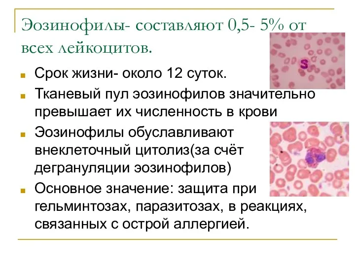 Эозинофилы- составляют 0,5- 5% от всех лейкоцитов. Срок жизни- около 12 суток. Тканевый