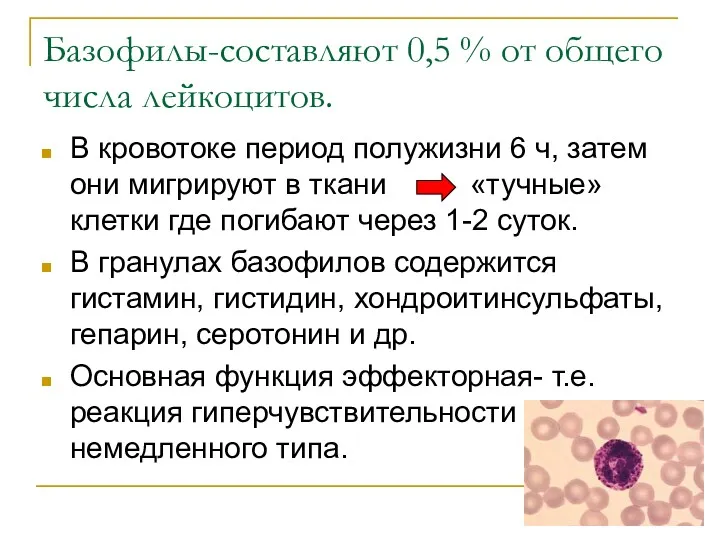 Базофилы-составляют 0,5 % от общего числа лейкоцитов. В кровотоке период полужизни 6 ч,