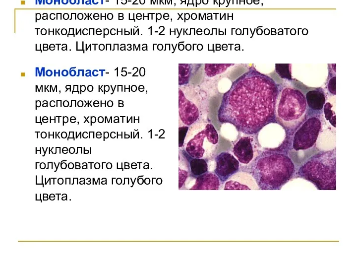 Монобласт- 15-20 мкм, ядро крупное, расположено в центре, хроматин тонкодисперсный. 1-2 нуклеолы голубоватого