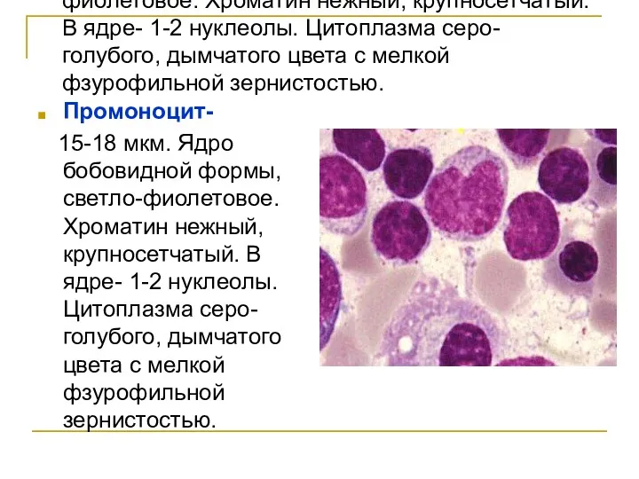 Промоноцит- 15-18 мкм. Ядро бобовидной формы, светло-фиолетовое. Хроматин нежный, крупносетчатый. В ядре- 1-2