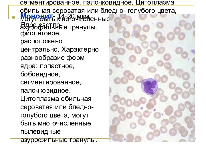 Моноцит- 14-20 мкм. Ядро светло- фиолетовое, расположено центрально. Характерно разнообразие форм ядра: лопастное,