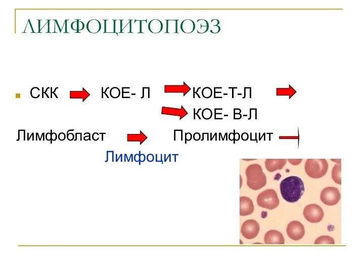 ЛИМФОЦИТОПОЭЗ СКК КОЕ- Л КОЕ-Т-Л КОЕ- В-Л Лимфобласт Пролимфоцит Лимфоцит