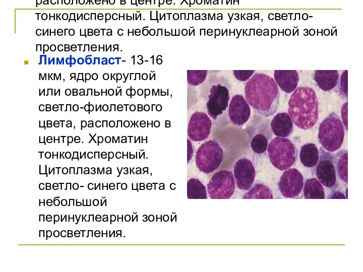 Лимфобласт- 13-16 мкм, ядро округлой или овальной формы, светло-фиолетового цвета, расположено в центре.
