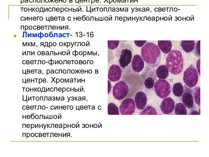 Лимфобласт- 13-16 мкм, ядро округлой или овальной формы, светло-фиолетового цвета,