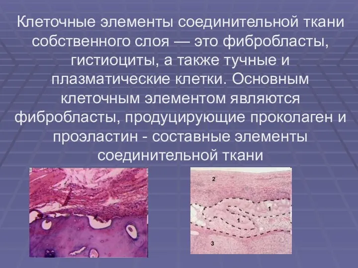 Клеточные элементы соединительной ткани собственного слоя — это фибробласты, гистиоциты, а также тучные