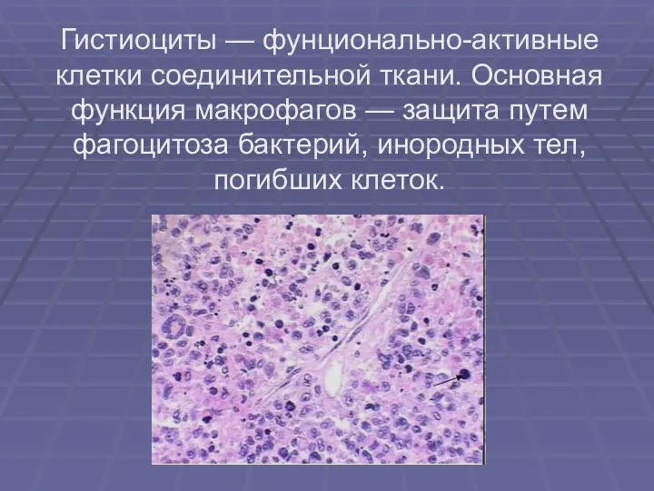 Гистиоциты — фунционально-активные клетки соединительной ткани. Основная функция макрофагов — защита путем фагоцитоза