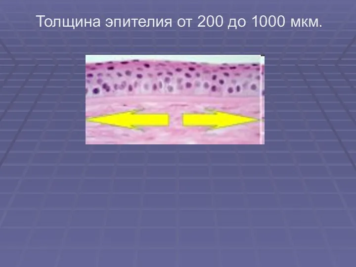Толщина эпителия от 200 до 1000 мкм.