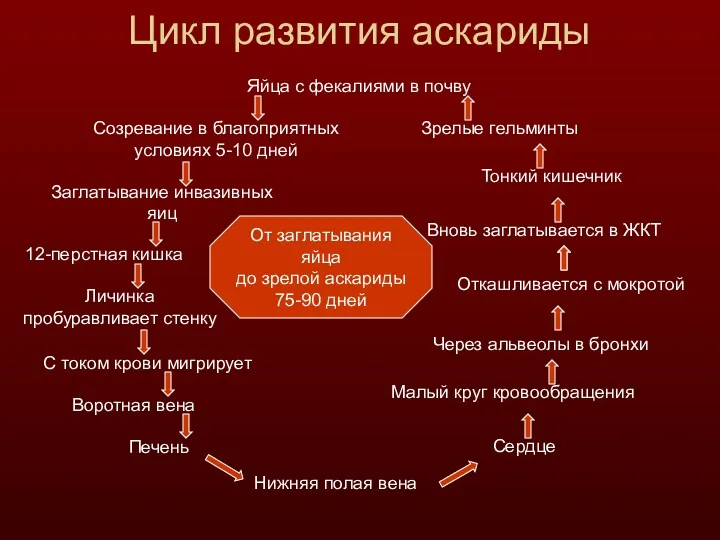 Цикл развития аскариды Яйца с фекалиями в почву Созревание в