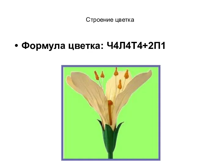 Строение цветка Формула цветка: Ч4Л4Т4+2П1