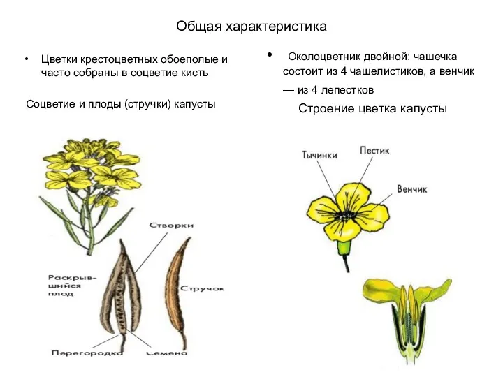 Общая характеристика Цветки крестоцветных обоеполые и часто собраны в соцветие