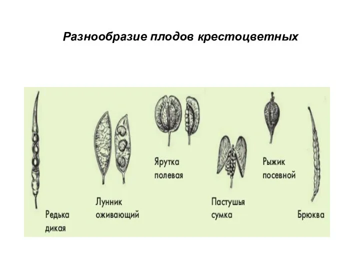 Разнообразие плодов крестоцветных