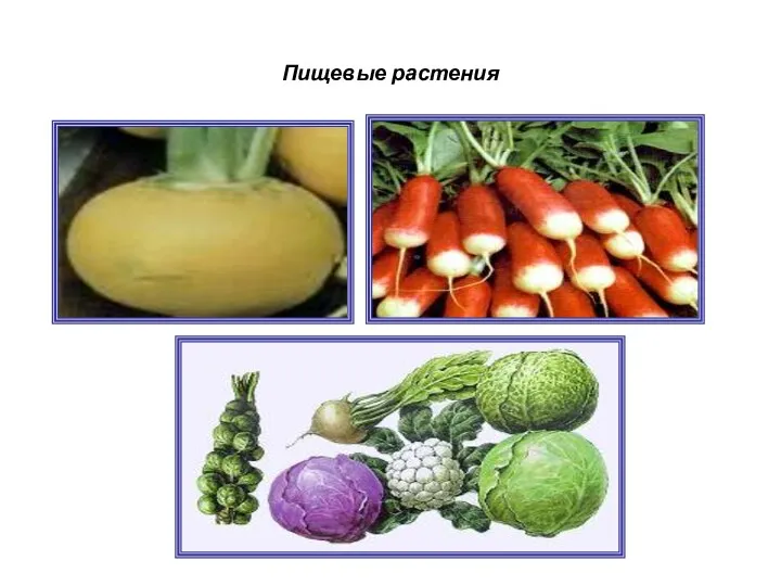 Пищевые растения